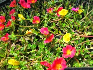 Semizotu Çiçeği Genel Özellikleri